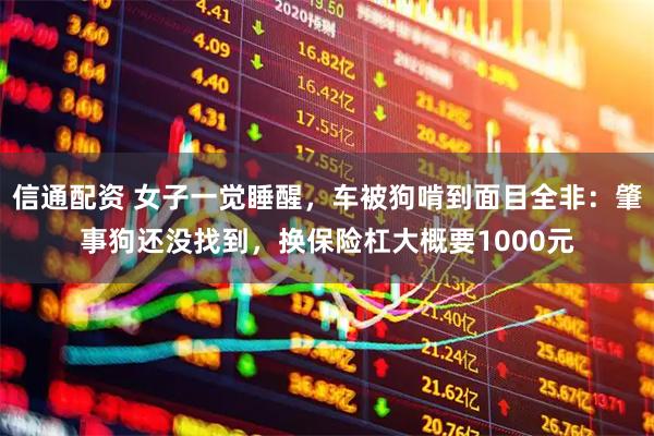 信通配资 女子一觉睡醒，车被狗啃到面目全非：肇事狗还没找到，换保险杠大概要1000元